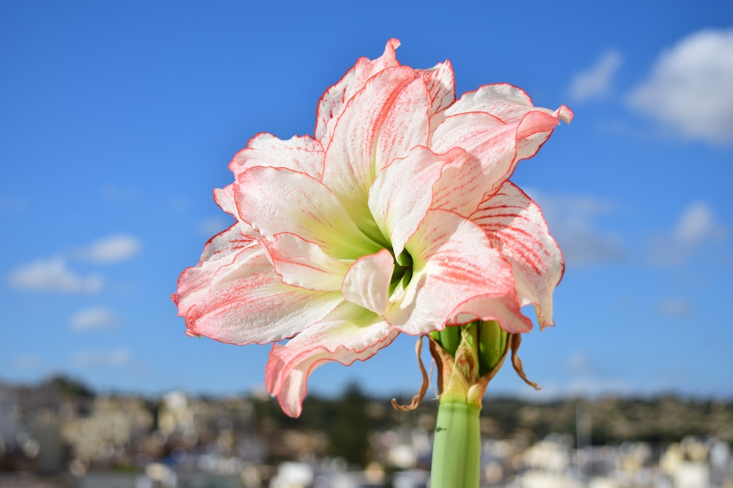 How to Plant and Care for Amaryllis Bulbs