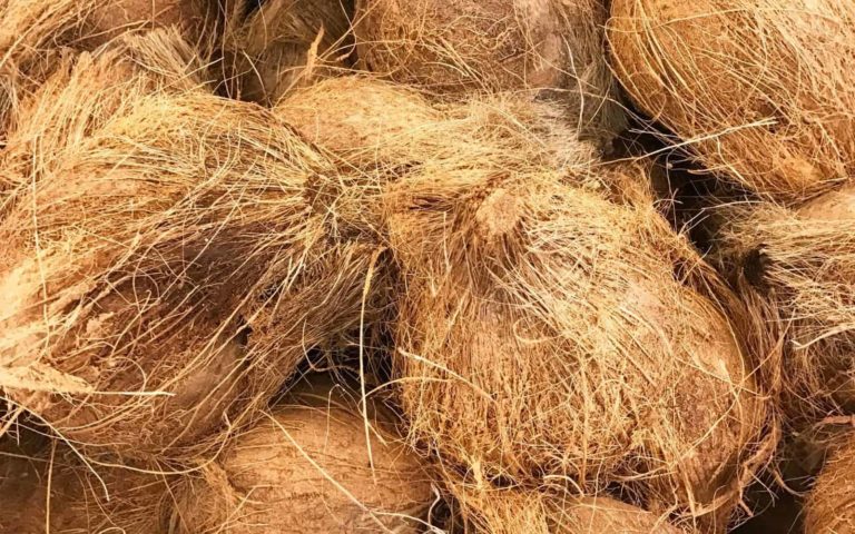 Everything You Should About Coconut Coir – What It Is and Which One You Should Buy