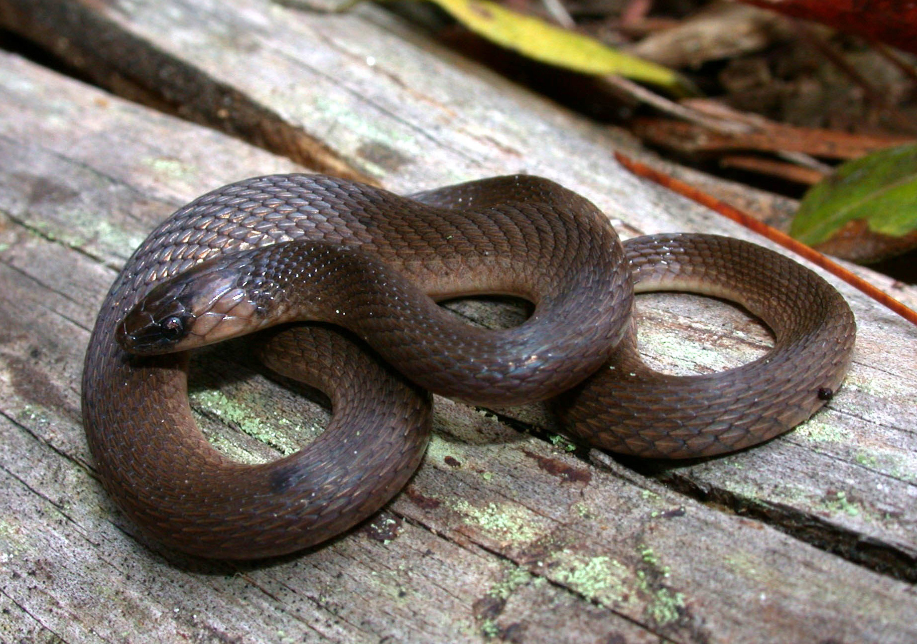 Earthsnake