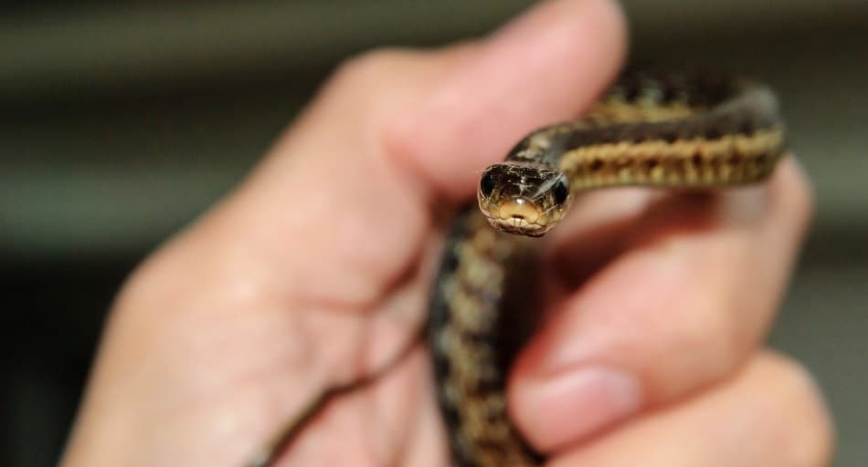 garter snake