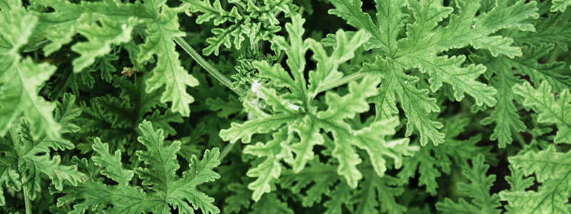 citronella plant leafs how it looks like