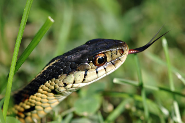 The 5 Most Common Garden Snakes and How to Get Rid of Them