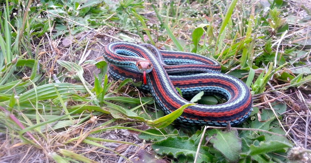 Garden Snakes - Garter snake