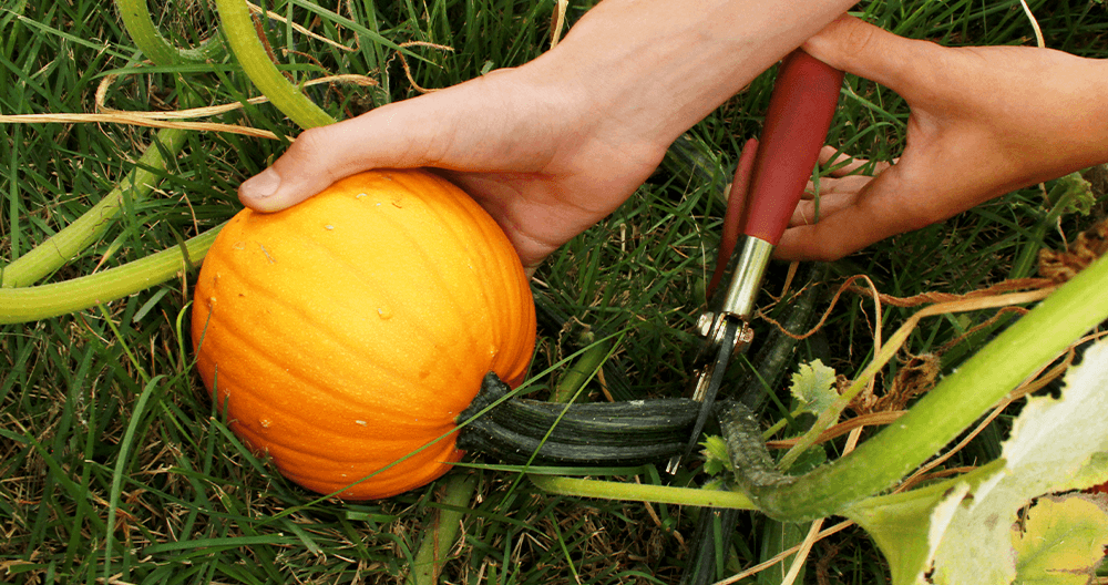 Harvesting pumpkins