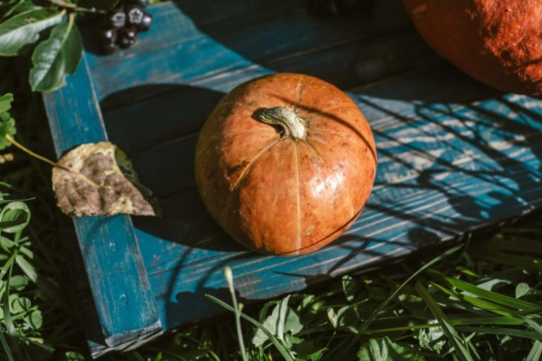 Ultimate pumpkin growing tips: How to grow pumpkin seeds