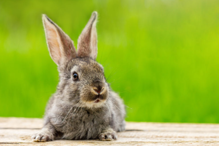 9 Proven Ways to Keep Rabbits Out of Your Garden