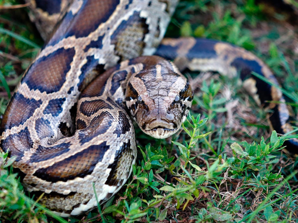 garden snakes