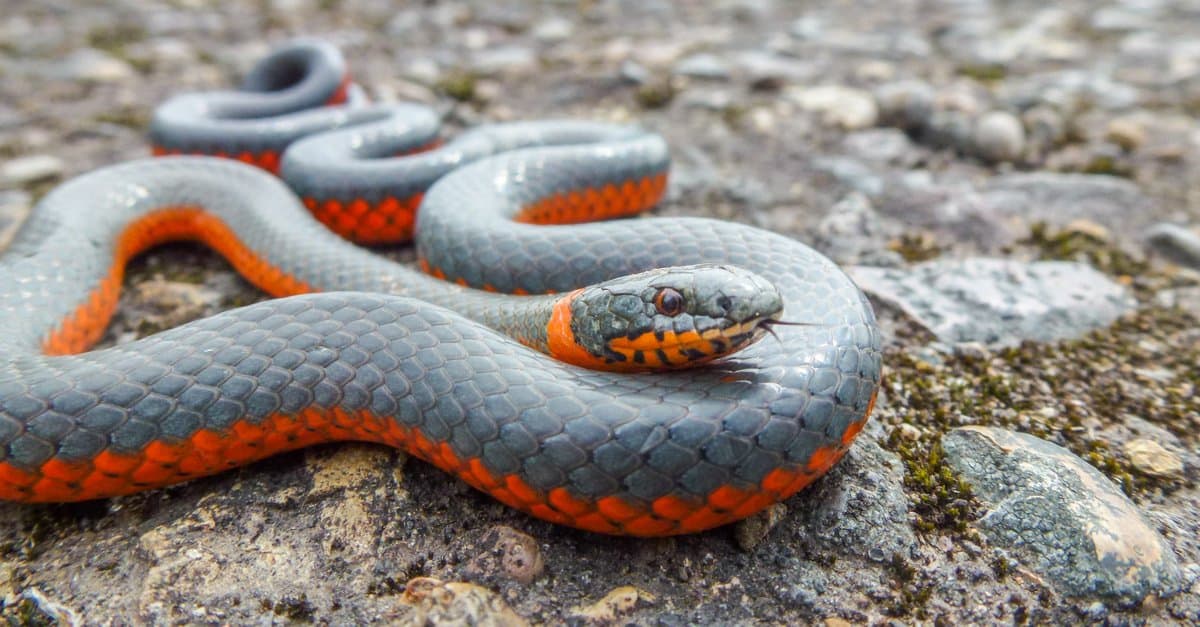 ringneck snakes in garden