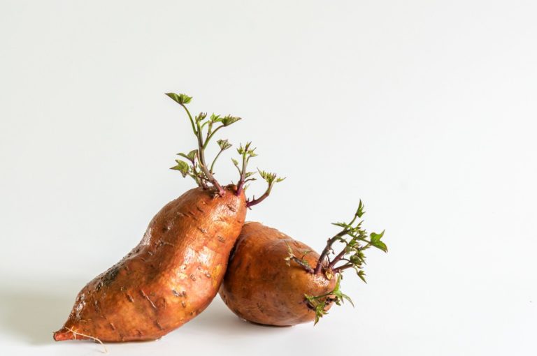 Planting a Sweet Potato in Your Home: The Ultimate Guide