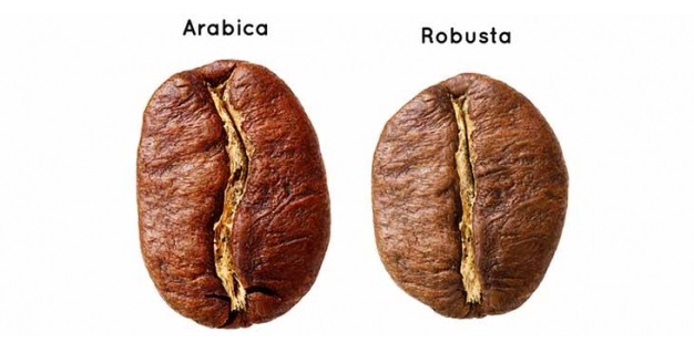 Aracica Robusta Beans