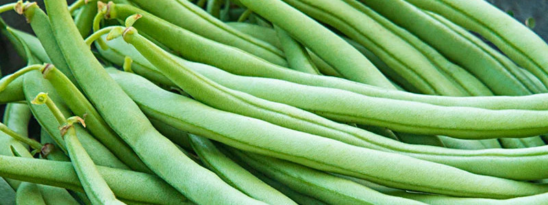 Blue Lake Pole - green bean