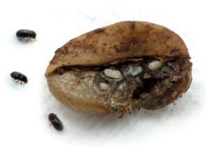 Coffee Berry Borer