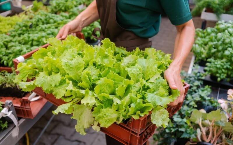 Gardening Chores - Lettuce