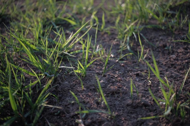 How to Plant Grass Seed on Hard Dirt: Everything You Should Know About