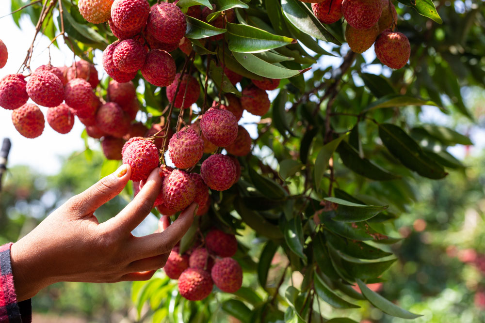 How to Plant Lychee Seeds