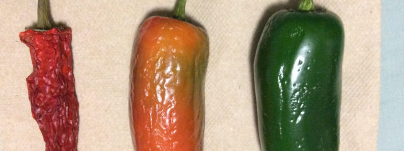 Jalapeño Peppers - levels of ripening