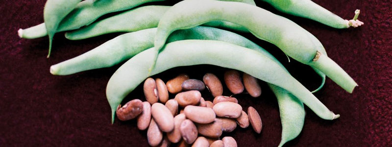 Kentucky Wonder - green bean