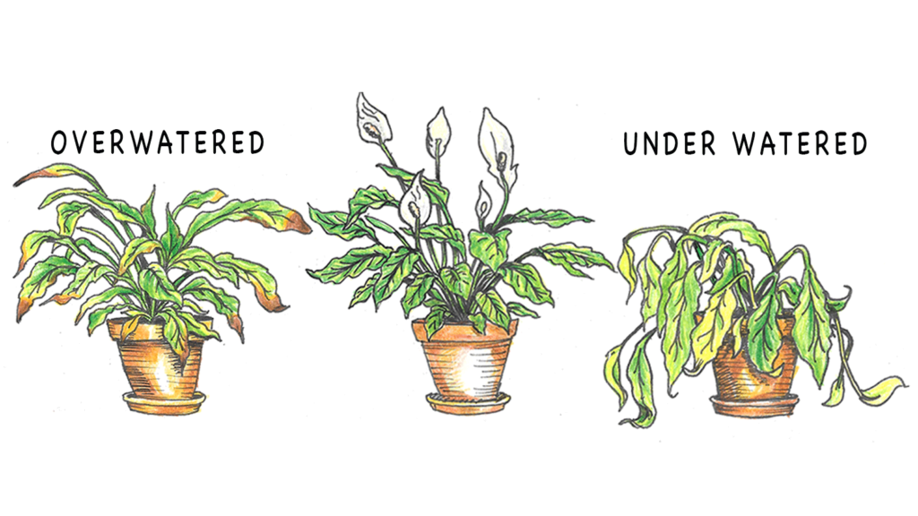 overwatered plants