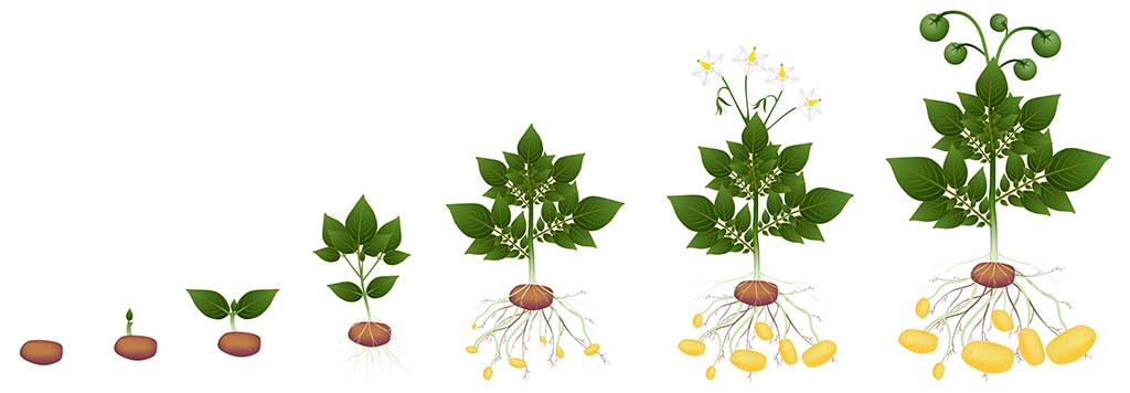 Potato growing stages