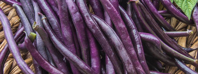 Purple Queen Improved - green bean