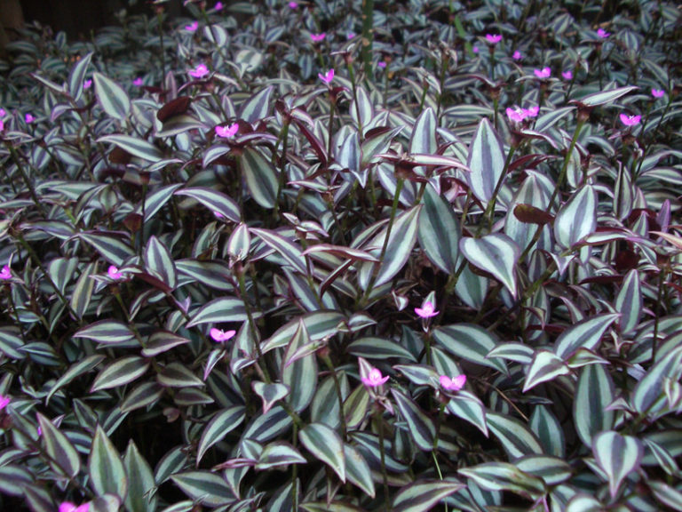 Planting and Taking Care of Wandering Jew Plant – 7 Tips