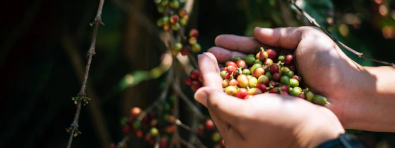 coffee plant harvesting - beans