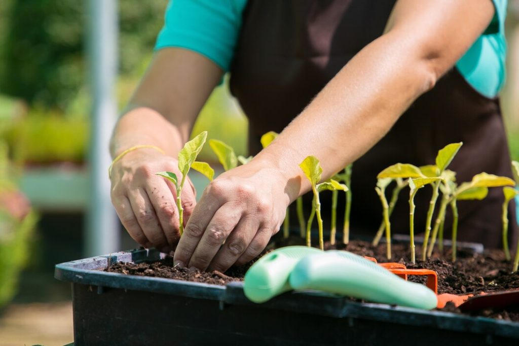 container gardening