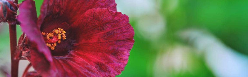 Edible flowers: hibiscus tea