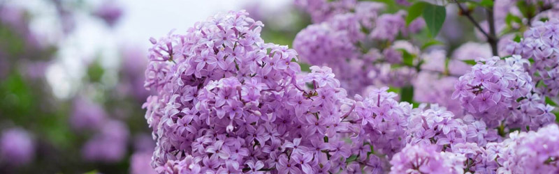 edible lilac flower
