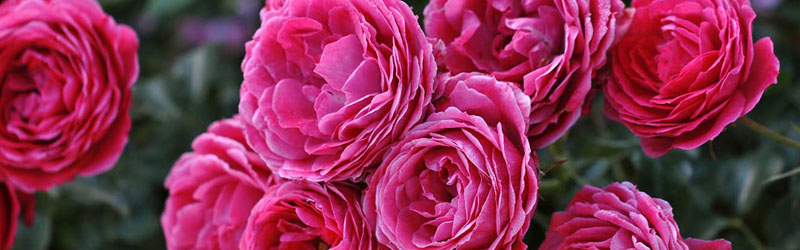 Edible roses to bring color to your salads