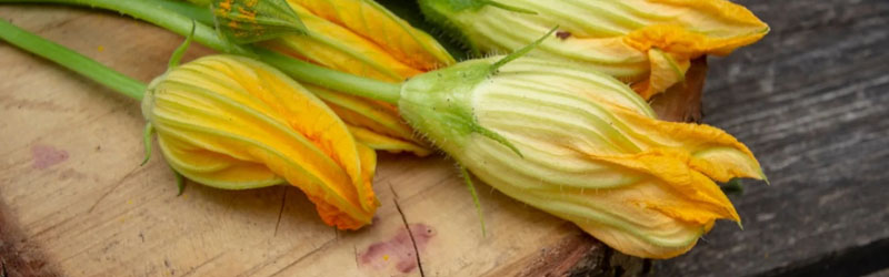 edible Squash Blossoms