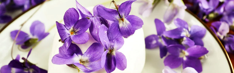 edible violet flowers