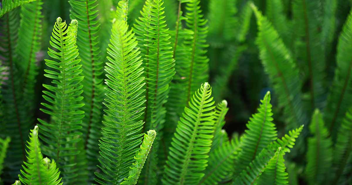 Ferns