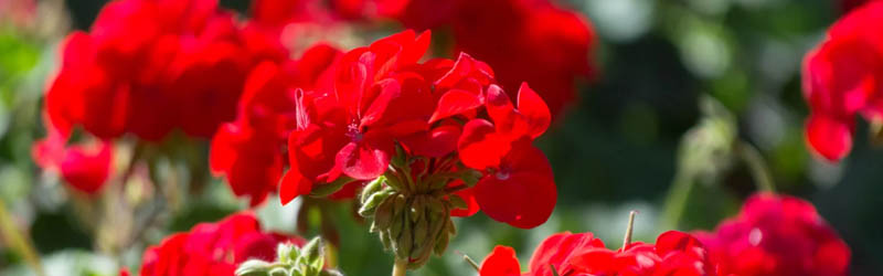 Geranium plant