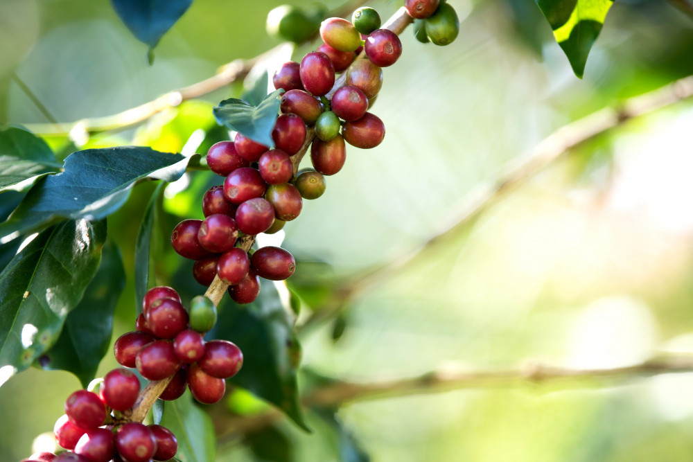 growing coffee at home