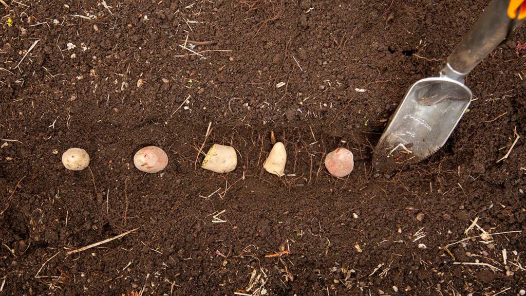 How Far Apart To Plant Potatoes