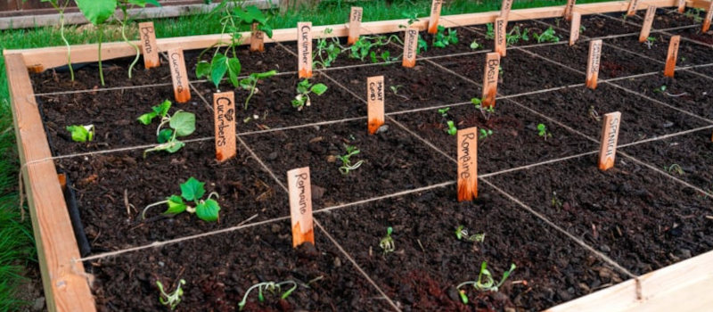 how far apart to plant potatoes in Square Foot or Raised-Bed Gardens 