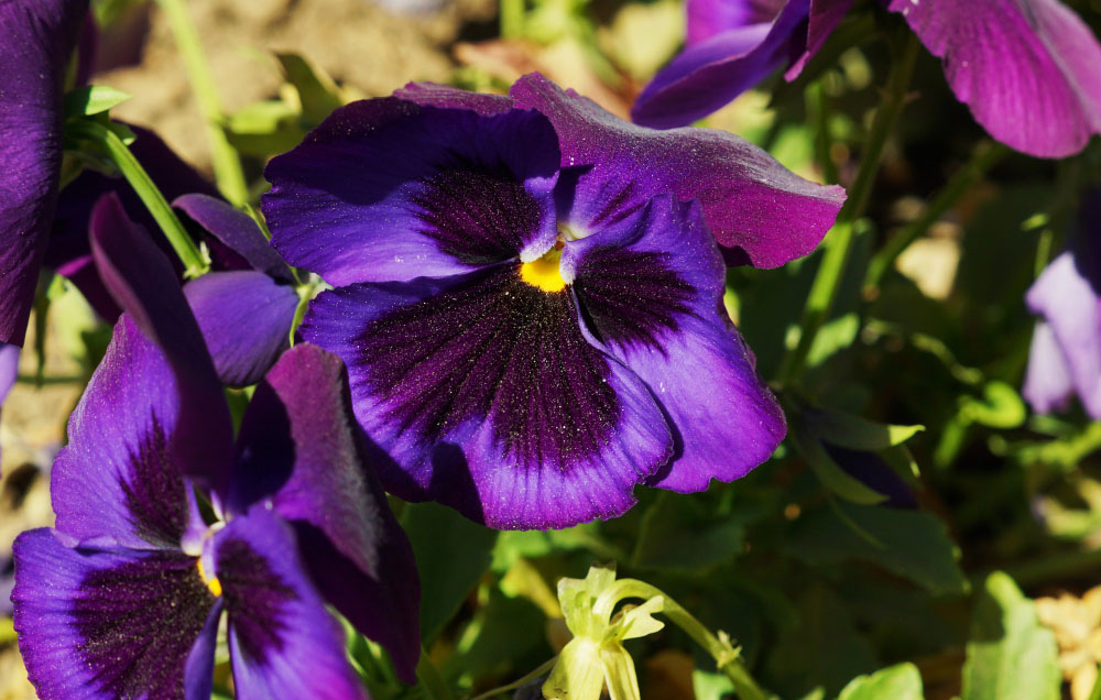 how to grow pansies