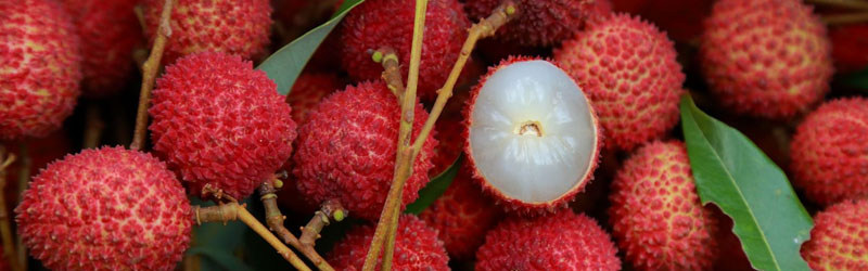 Lychee fruits