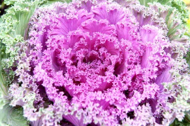 How To Grow And Care For Ornamental Cabbage Plants