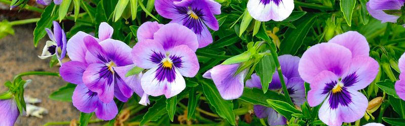 Pansies