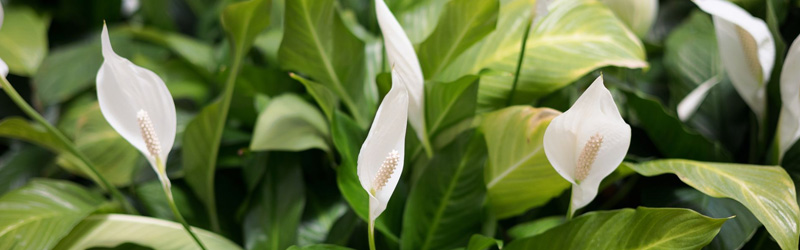 peace lily