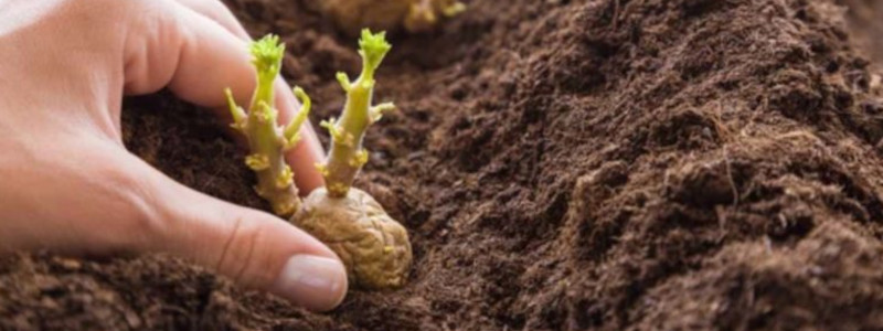 Planning the Depth of Seed Potatoes 