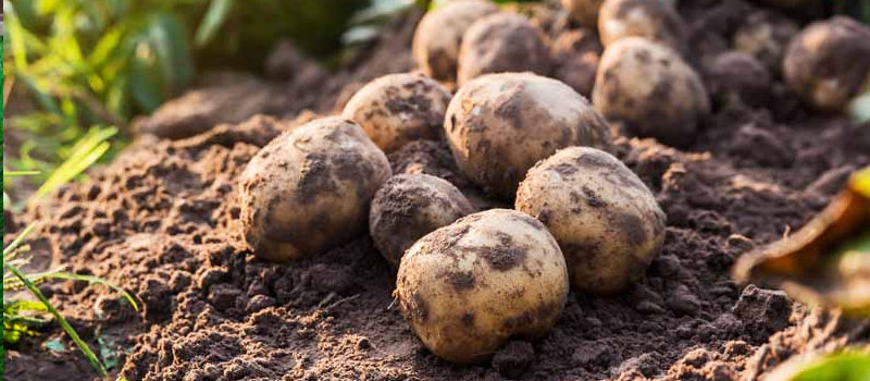 In-Ground Gardens potatoes