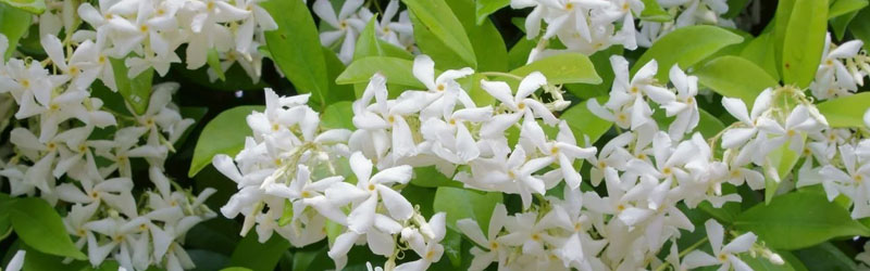 star jasmine plant in vertical garden