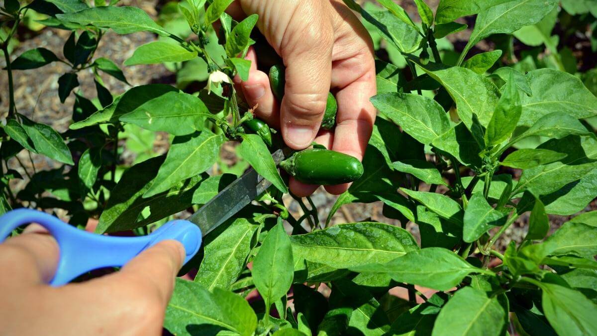 Harvesting jalapeno pepper