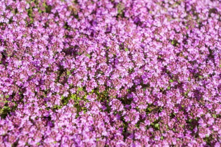 How To Plant Grow And Care For Red Creeping Thyme
